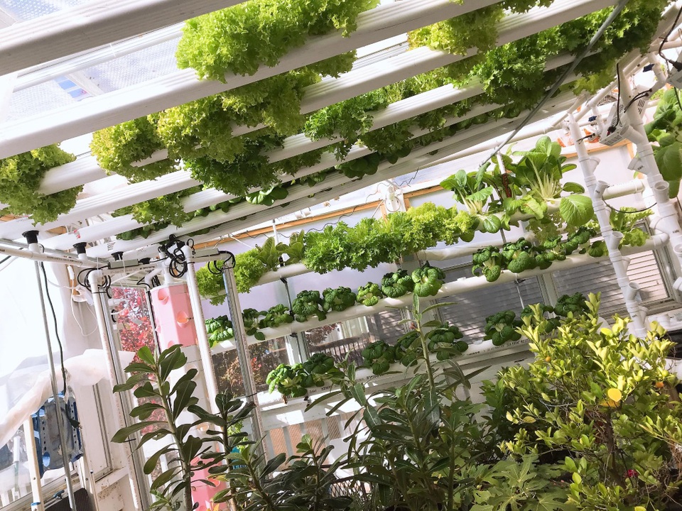 Mê mẩn vườn 20m2 ngập rau, trái của người đàn ông gốc Việt ở Mỹ - 2