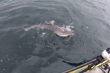 Cá mập xám táo tợn tranh cướp cá với ngư dân ngoài khơi Scotland