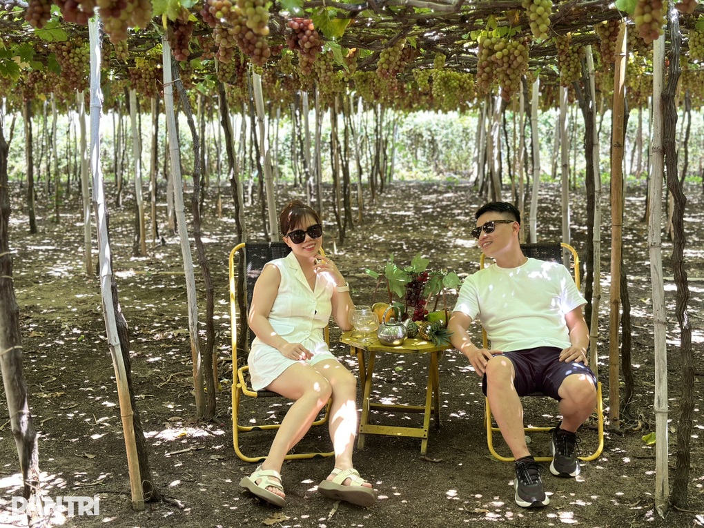 Bli rik på landbruksturisme i Khanh Hoa - 2 Làm giàu từ du lịch nông nghiệp tại Khánh Hoà - 2