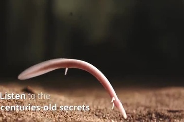 Bên trong hang động chứa loài "rồng non" bí ẩn và quý hiếm