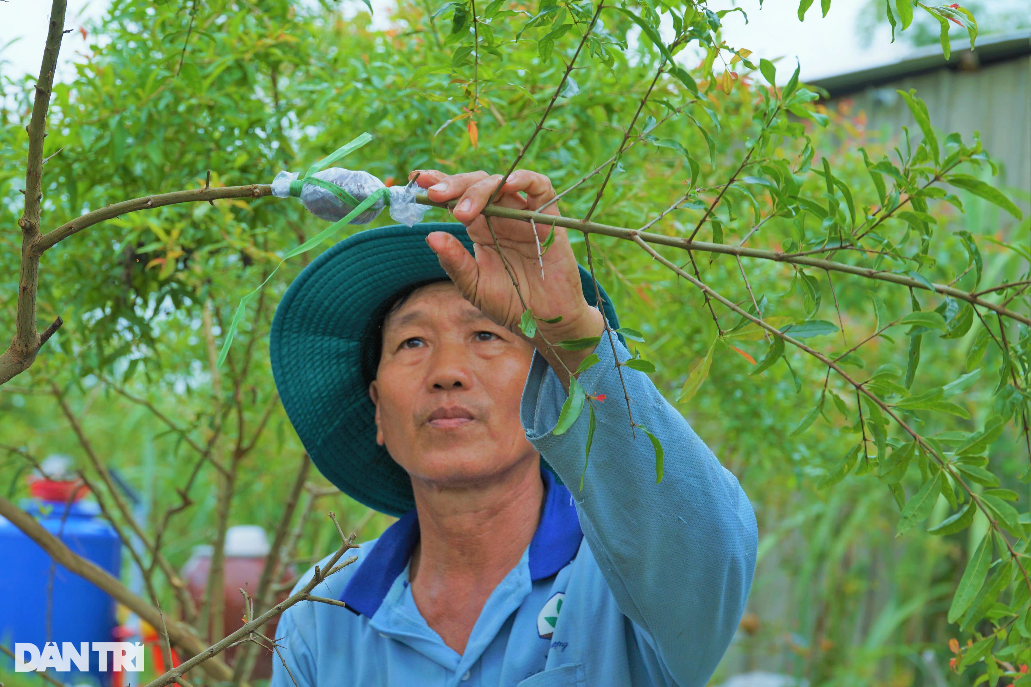 Bỏ lúa, trồng giống lựu khủng, da đỏ như son thu lãi tiền tỷ - 7