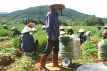 Rau Đà Lạt tăng giá, cháy hàng
