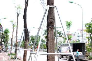 Hàng loạt cây xanh trên vỉa hè Hà Nội được "đeo gông sắt"