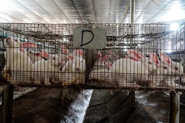 Nuôi thỏ xuất Nhật kiếm nửa tỷ đồng mỗi năm ở Lạng Sơn