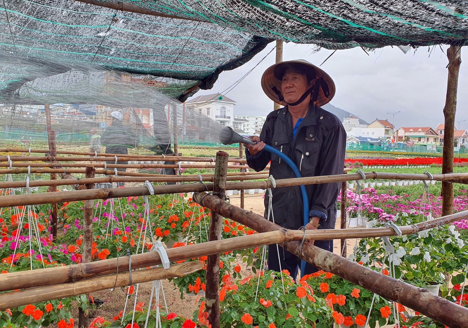 Phú Yên: Người trồng hoa tết như ngồi trên đống lửa vì thương lái bỏ cọc - 5 Phú Yên: Người trồng hoa tết như ngồi trên đống lửa vì thương lái bỏ cọc - 5