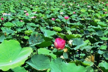 Về Đồng Tháp, về với những vẻ đẹp bình yên