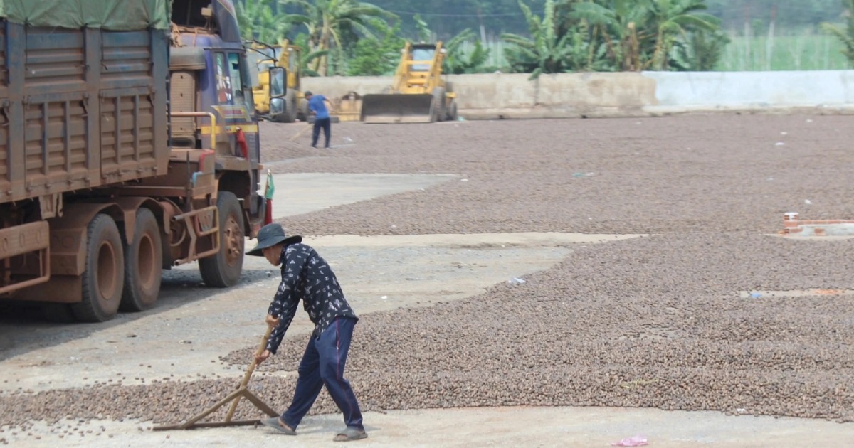 Ngành điều 2026: Khát nguyên liệu và rủi ro thanh toán "bủa vây"
