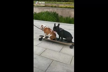 Chú chó bỏ rơi bạn khi phát hiện nguy hiểm cận kề