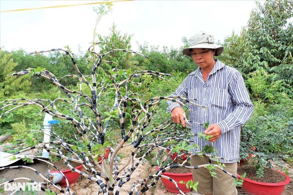 Bí quyết trồng nho lạ cho quả từ gốc tới ngọn, kiếm hàng chục triệu/tháng - 7 Bí quyết trồng nho lạ cho quả từ gốc tới ngọn, kiếm hàng chục triệu/tháng - 7
