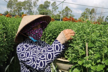 Nông dân  Đồng Tháp thấp thỏm mùa hoa Tết