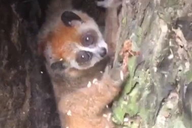 Giải cứu cá thể cu li quý hiếm bị trói suốt nhiều giờ