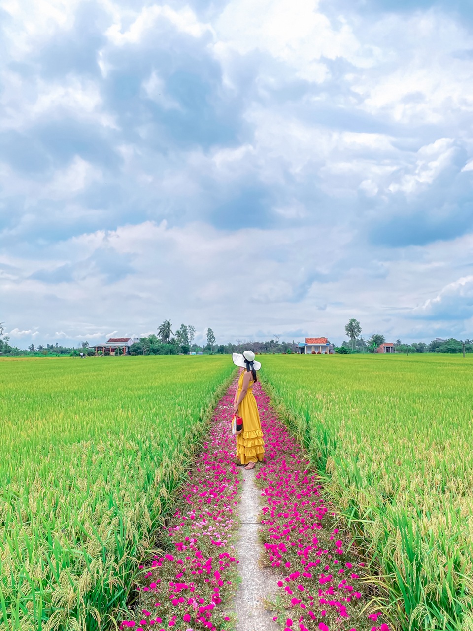 Hướng dẫn tới đường hoa mười giờ đẹp nhất Gò Công - 7 Hướng dẫn tới đường hoa mười giờ đẹp nhất Gò Công - 7