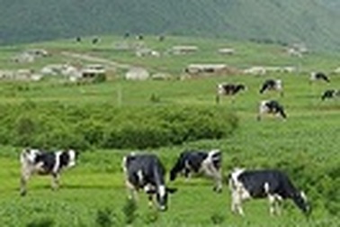 Tình yêu nơi thiên đường bò sữa