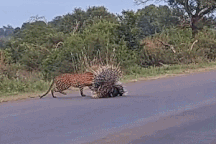 Nhím bố mẹ lấy thân mình che chở, bảo vệ con khỏi kẻ săn mồi đáng sợ