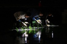 Chuyện cấy lúa ban đêm của nông dân Việt Nam trên báo nước ngoài