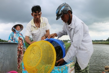 Dịch bệnh tôm nước lợ diễn biến phức tạp, người nuôi như “ngồi trên lửa”