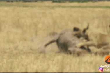 Khoảnh khắc chiến đấu ngoan cường của linh dương và cái kết đầy nuối tiếc