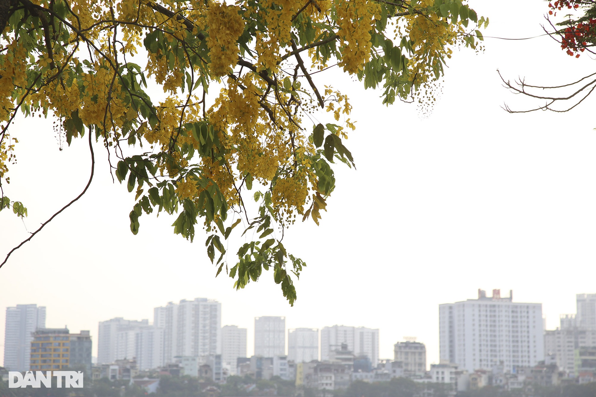 Hà Nội rực rỡ trong mùa hoa tháng 5 - 13 Hà Nội rực rỡ trong mùa hoa tháng 5 - 13