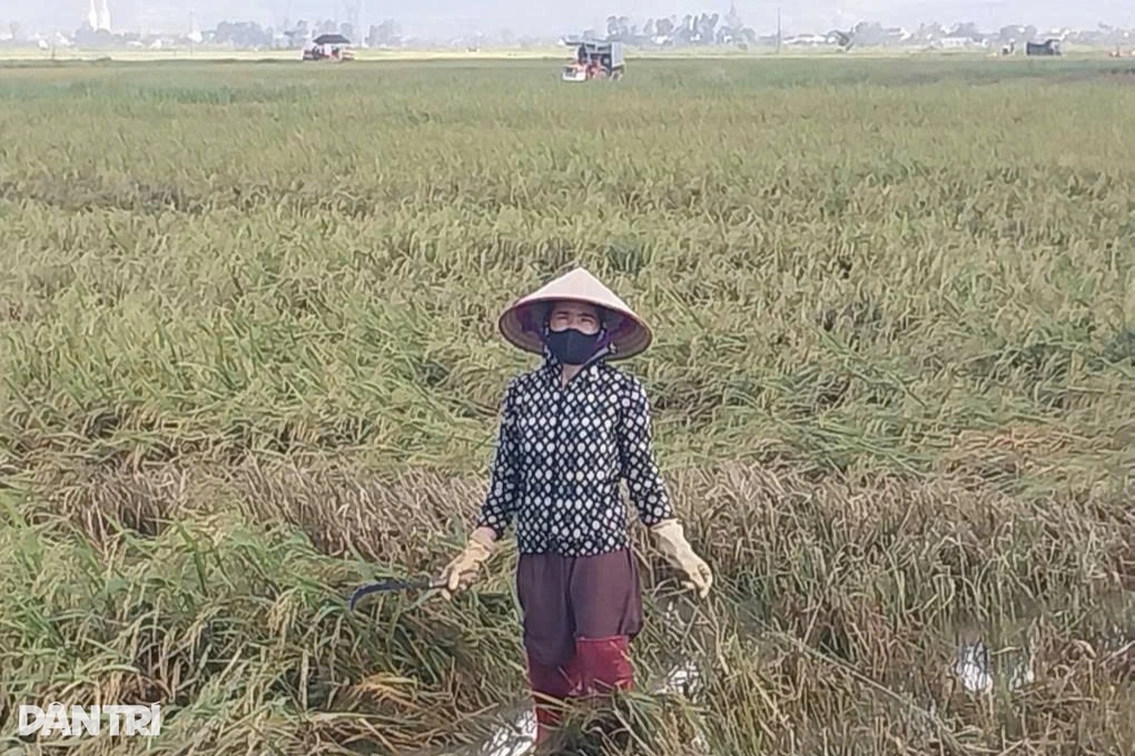 Nông dân mất trắng vụ lúa vì bão số 5 - 3 Nông dân mất trắng vụ lúa vì bão số 5 - 3