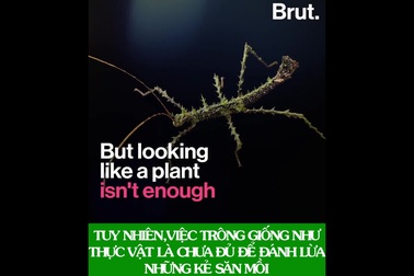 Những tuyệt kỹ ngụy trang khó tin giúp bọ que gần như “tàng hình”!