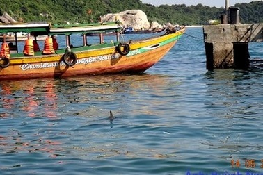 Cá heo bất ngờ xuất hiện tại Cù Lao Chàm