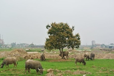 Vườn Thạch Thất, đất Đông Anh: Nơi chôn tiền ngân hàng