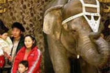 Cho voi uống rượu vodka