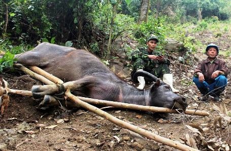 Dân xã nghèo "khóc ròng" vì trâu bò thi nhau chết rét