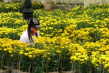 Rực sắc hoa khoe sắc đón xuân trên xứ “công tử”