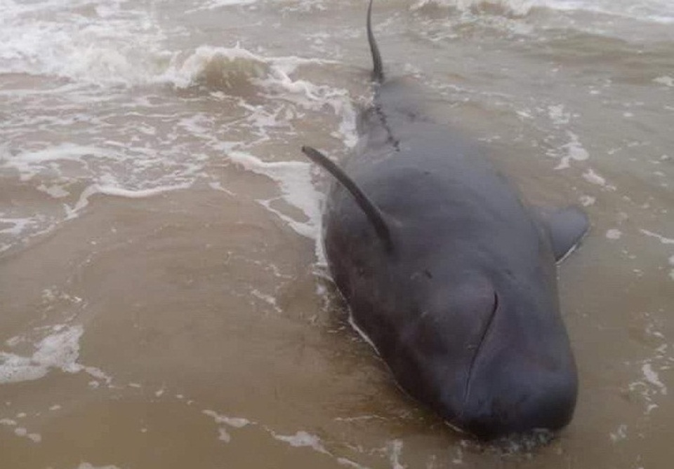 Hàng trăm người chung sức cứu cá Ông nặng nửa tấn - 1