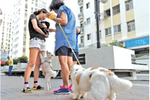 Hãi hùng chuyện phản ứng chó thả rông ở chung cư, cả nhà bị... dọa đánh