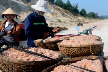 Được mùa ruốc biển, mỗi ngày ngư dân có thể kiếm vài triệu đồng