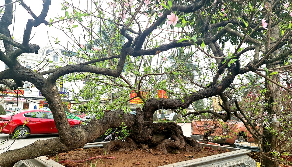 Cây đào phai, thế rồng bay được hét giá 200 triệu đồng - 7 Cây đào phai, thế rồng bay được hét giá 200 triệu đồng - 7