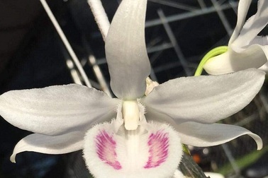 Chấn động: Đại gia Đà Nẵng bỏ 6,8 tỷ mua gốc lan đột biến 5 cánh trắng