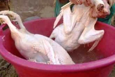 Nhựa thông nhổ lông gà, vịt “siêu nhanh” có độc hại?