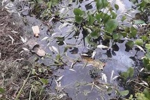 Sông Cầu "giãy chết", tỉnh Bắc Giang, Bắc Ninh và Tổng cục Môi trường họp bàn ra sao?