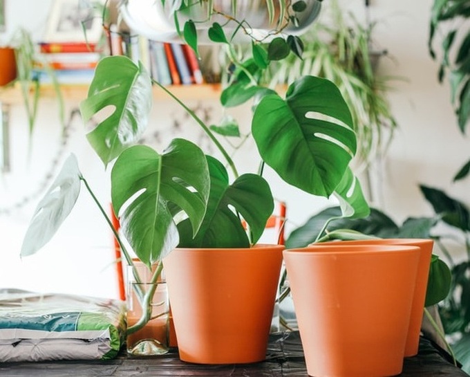 Gợi ý những loại cây trồng vừa đẹp nhà vừa tốt cho sức khỏe - Ảnh 15. Gợi ý những loại cây trồng vừa đẹp nhà vừa tốt cho sức khỏe - Ảnh 15.