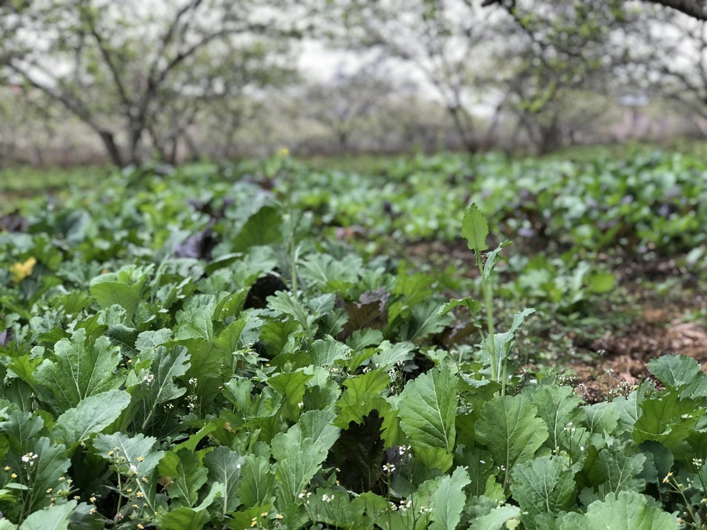 Mắc kẹt ở Mộc Châu do Hà Nội giãn cách, gia đình làm vườn đẹp mê - 8 Mắc kẹt ở Mộc Châu do Hà Nội giãn cách, gia đình làm vườn đẹp mê - 8