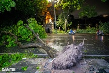 Hậu siêu bão Yagi: Trồng và chăm sóc cây ở đô thị như thế nào?