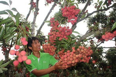 Nông dân giỏi với bí quyết bắt vải thiều “đẻ” trên thân