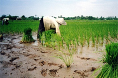 "Công ty làm ruộng", tại sao không?
