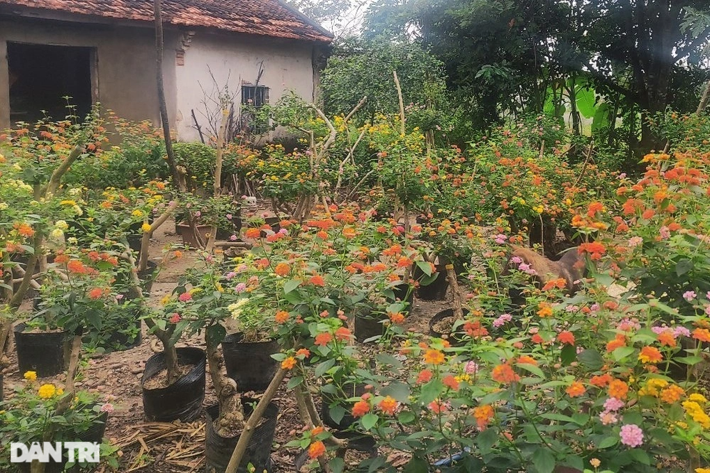 Người phụ nữ đơn thân biến cây dại thành hoa đẹp rực rỡ, kiếm tiền triệu - 1 Người phụ nữ đơn thân biến cây dại thành hoa đẹp rực rỡ, kiếm tiền triệu - 1