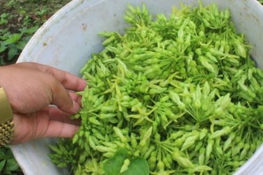 Mùa hoa thiên lý: Người dân xứ Nghệ “đút túi” tiền triệu mỗi ngày