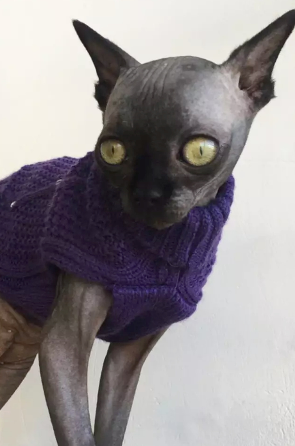 Lạ mắt với cô mèo dơi khiến cư dân mạng phát cuồng - 4