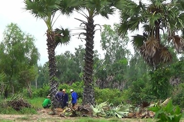 Chưa có cơ sở khẳng định dân đào thốt nốt bán qua Trung Quốc