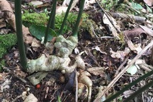 Sâm Ngọc Linh cổ 30.000 USD trong khu vườn 3 triệu USD