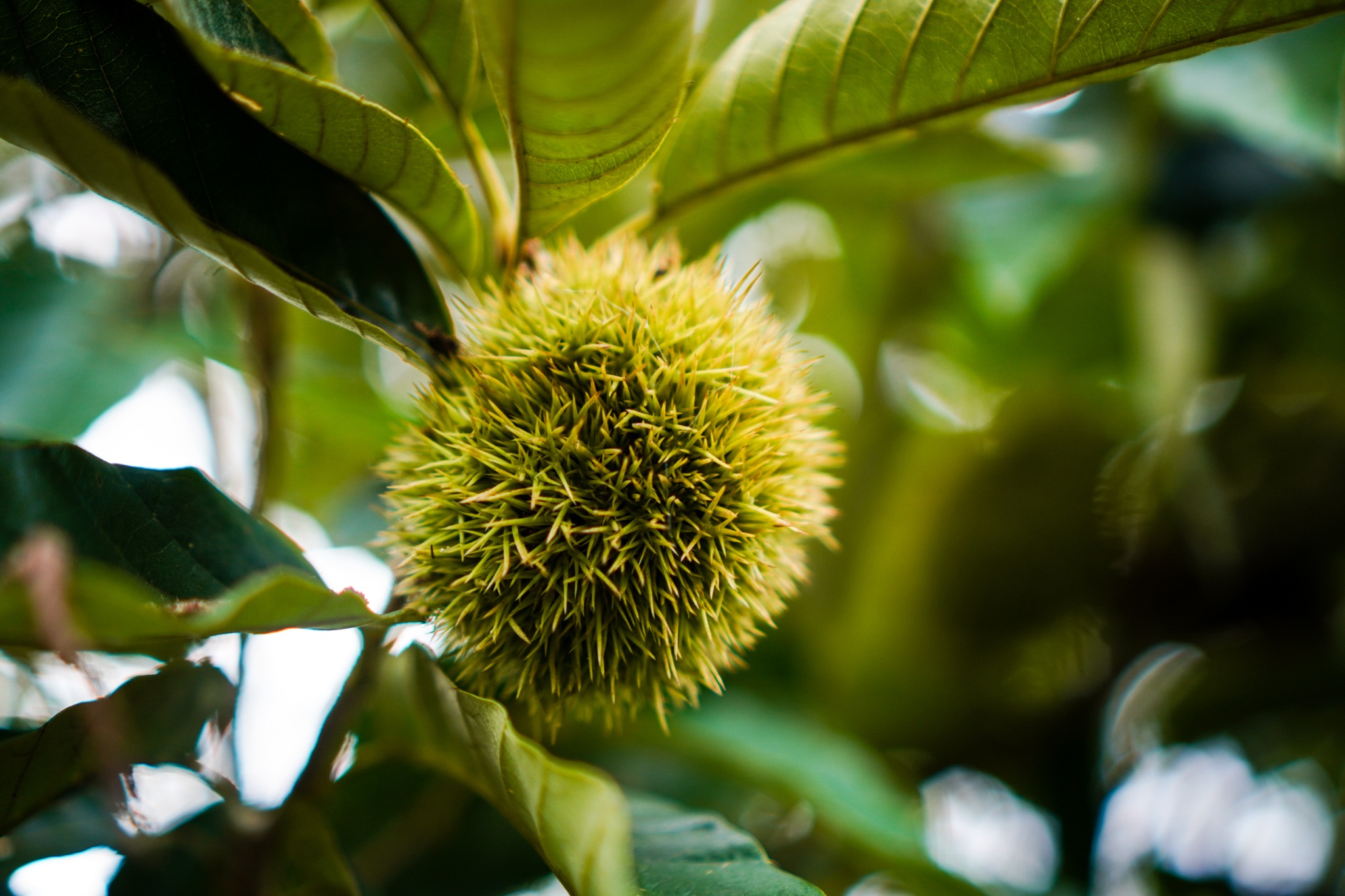 Người dân Hà Nội ùn ùn đi nhặt hạt dẻ rừng - 7