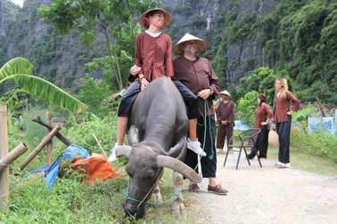 Khách Tây chi tiền triệu để cưỡi trâu, cấy lúa ở Ninh Bình