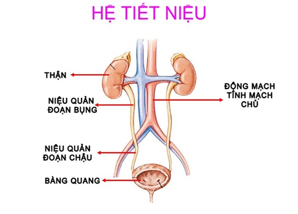 Có các dấu hiệu này coi chừng ung thư niệu quản - 1 Có các dấu hiệu này coi chừng ung thư niệu quản - 1
