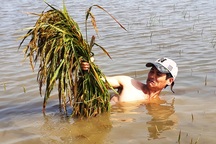 Nông dân khóc ròng vì hàng chục hecta lúa chìm trong nước